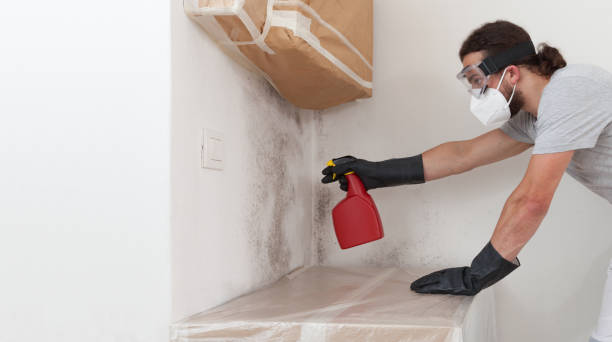 Professional Mold Cleanup technician working in Ayden, NC