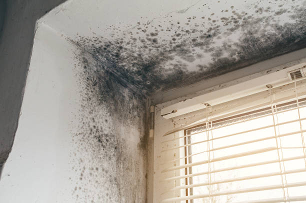 Affordable Mold Cleanup solutions in Ayden, NC